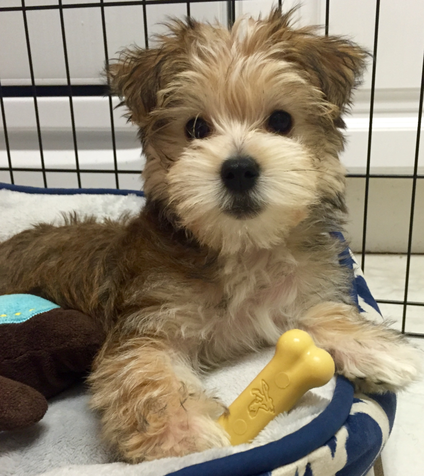 Hypoallergenic Yorkie Designer Pup