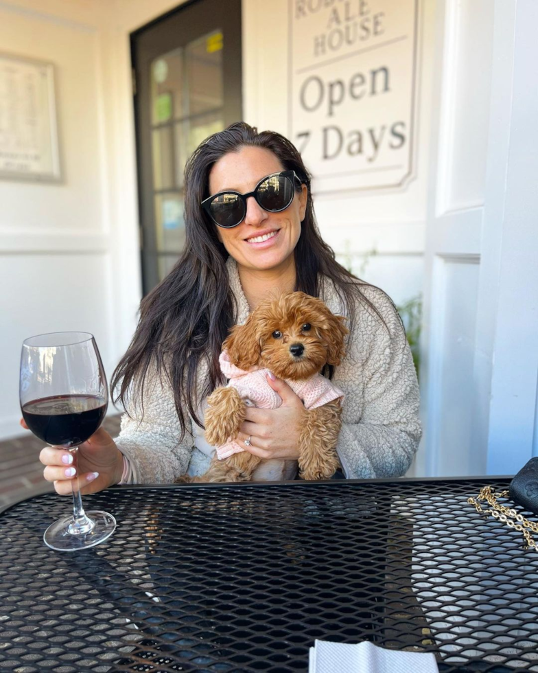 Fluffy Cavapoo Poodle Mix Pup