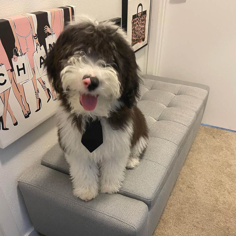 Small Mini Sheepadoodle Pup