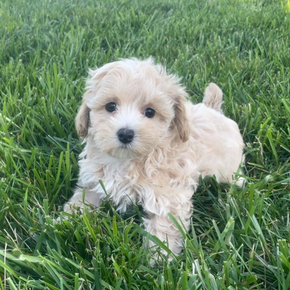 Hypoallergenic Maltese Poodle Poodle Mix Pup