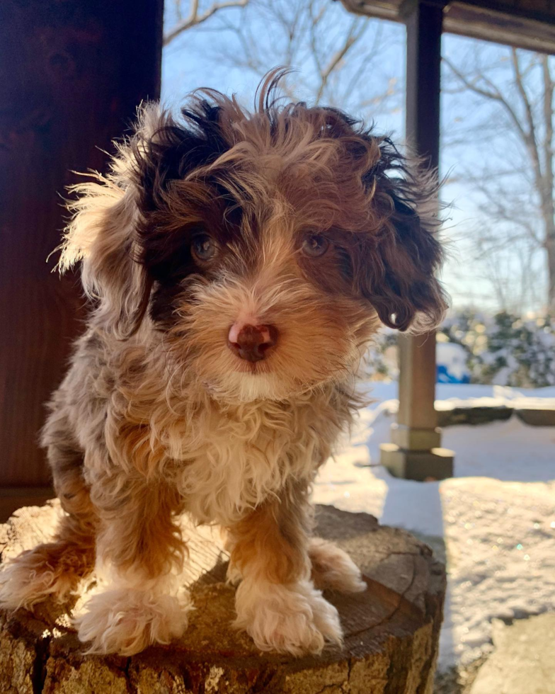 Friendly Mini Aussiedoodle Pup