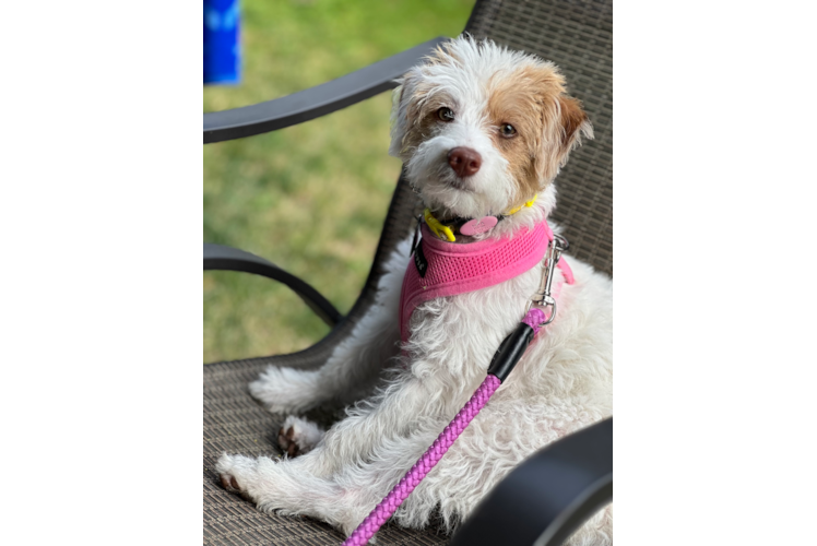 Smart Mini Labradoodle Poodle Mix Pup