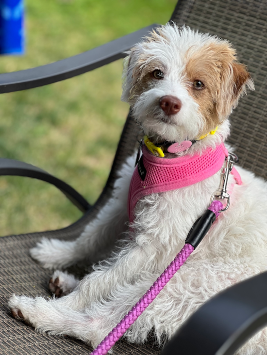 Playful Labrador Poodle Mix Pup