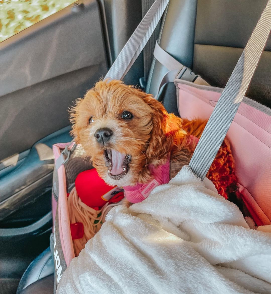 Playful Cavoodle Poodle Mix Pup