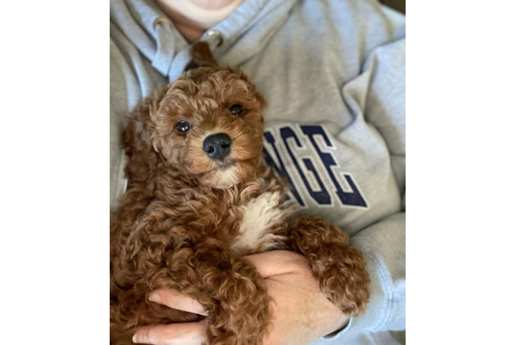 Best Mini Goldendoodle Baby