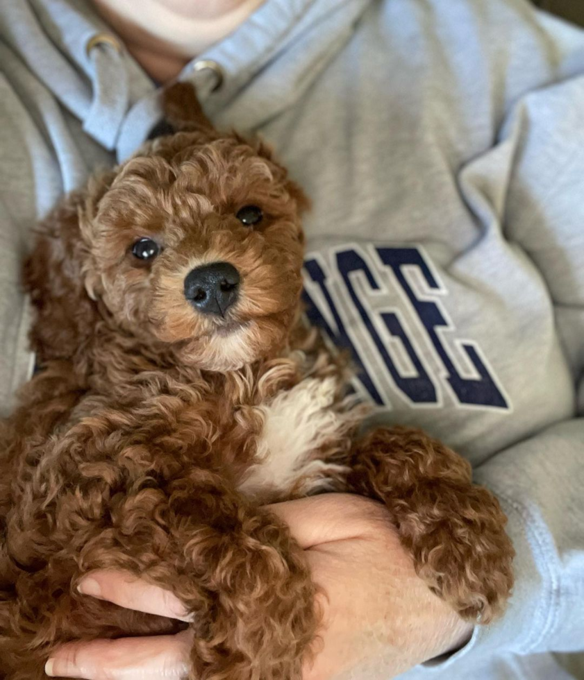 Adorable Golden Retriever Poodle Mix Pup