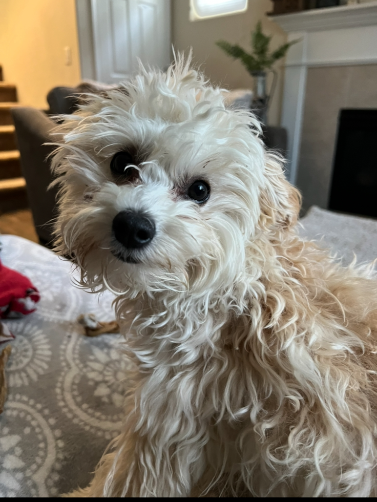 Cute Maltipoo Pup