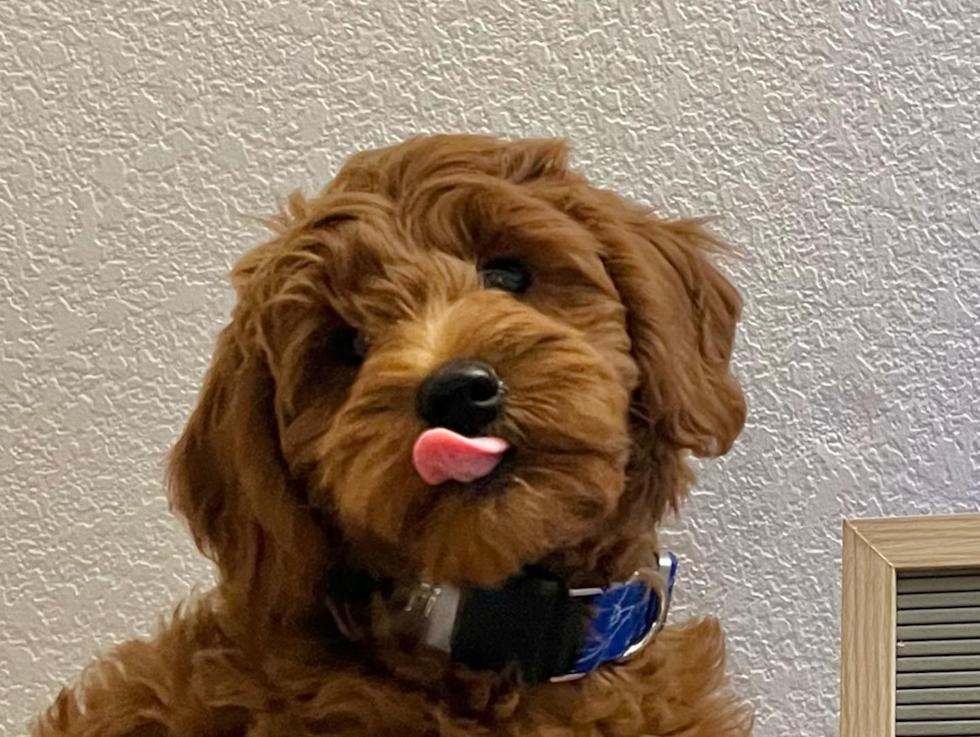 Cute Mini Goldendoodle Pup