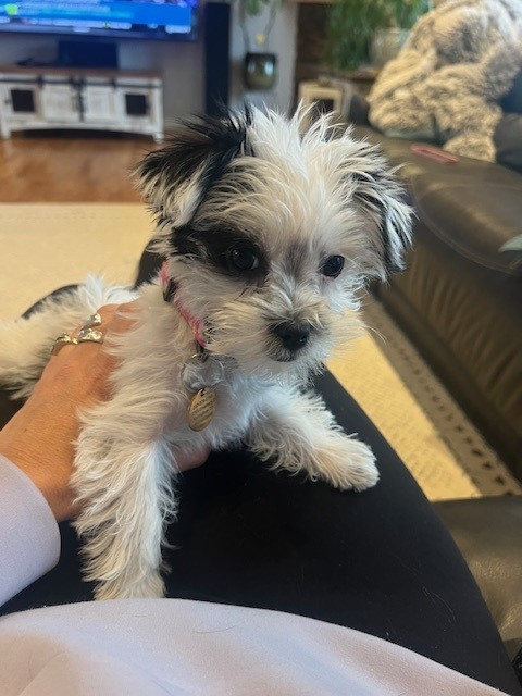 Morkie Being Cute