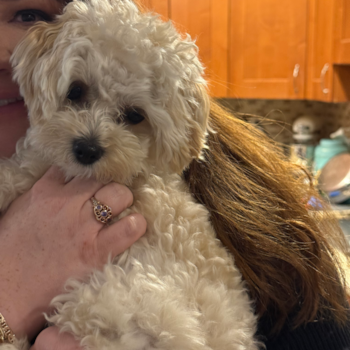 Sweet Maltipoo Pup in