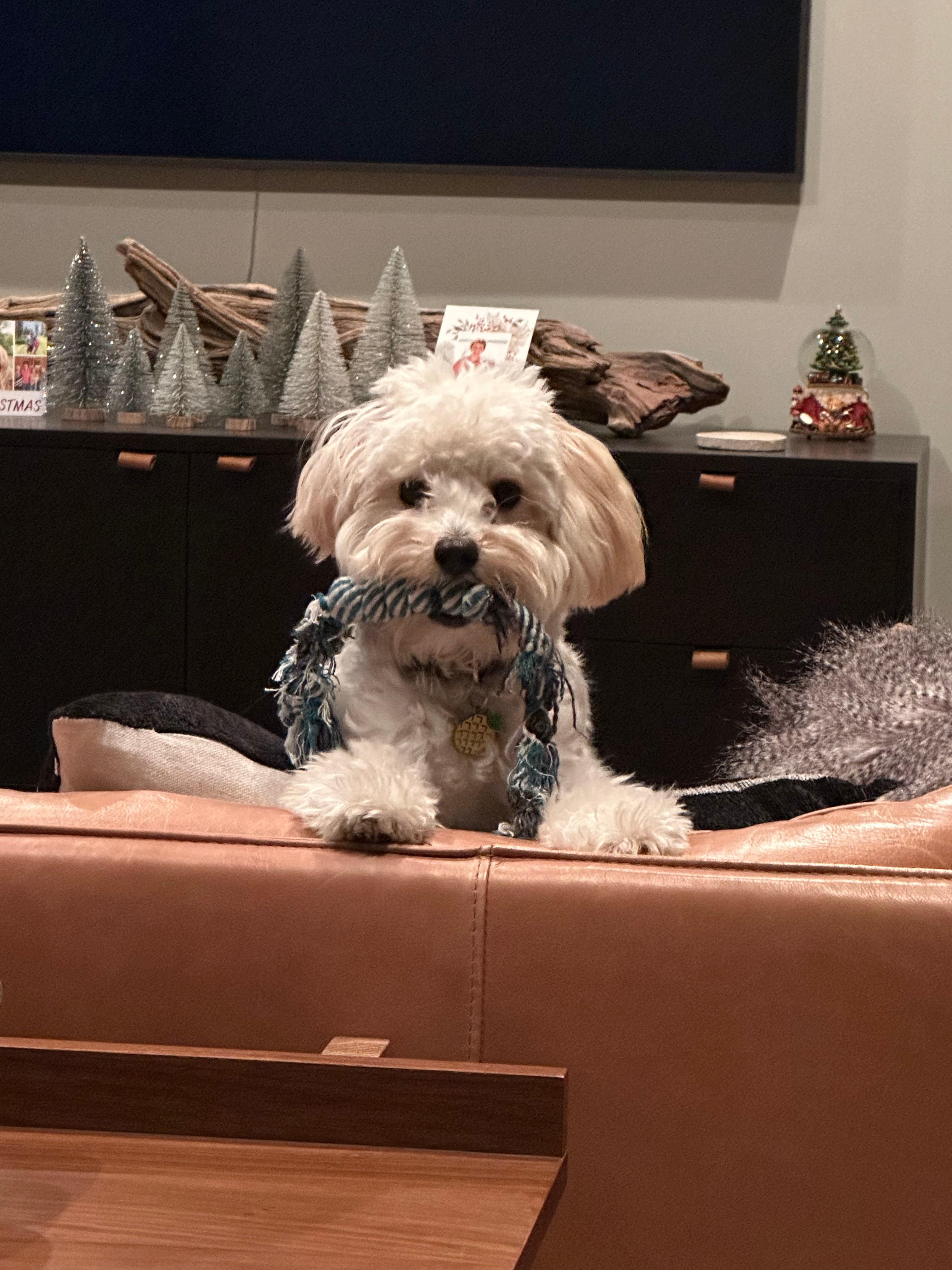 Fluffy Maltipoo Poodle Mix Pup