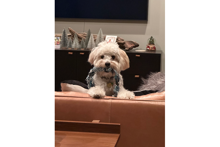 Fluffy Maltipoo Poodle Mix Pup