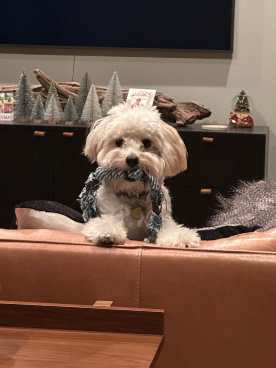 Happy Maltipoo Pup in