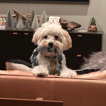 Happy Maltipoo Pup in