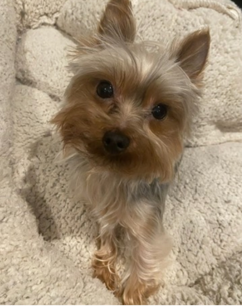 Akc Registered Yorkshire Terrier Purebred Pup