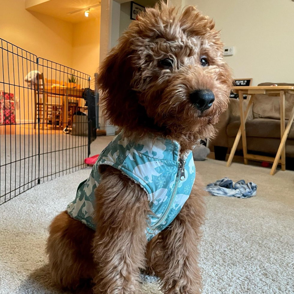 Playful Golden Retriever Poodle Mix Pup