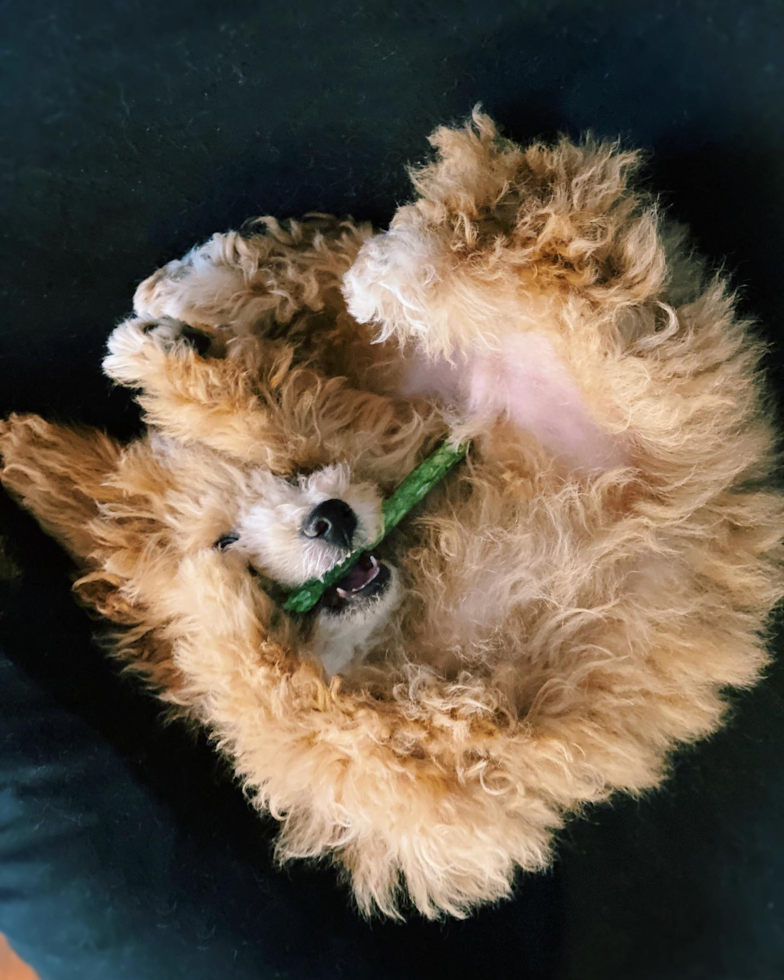 Playful Bichpoo Poodle Mix Pup