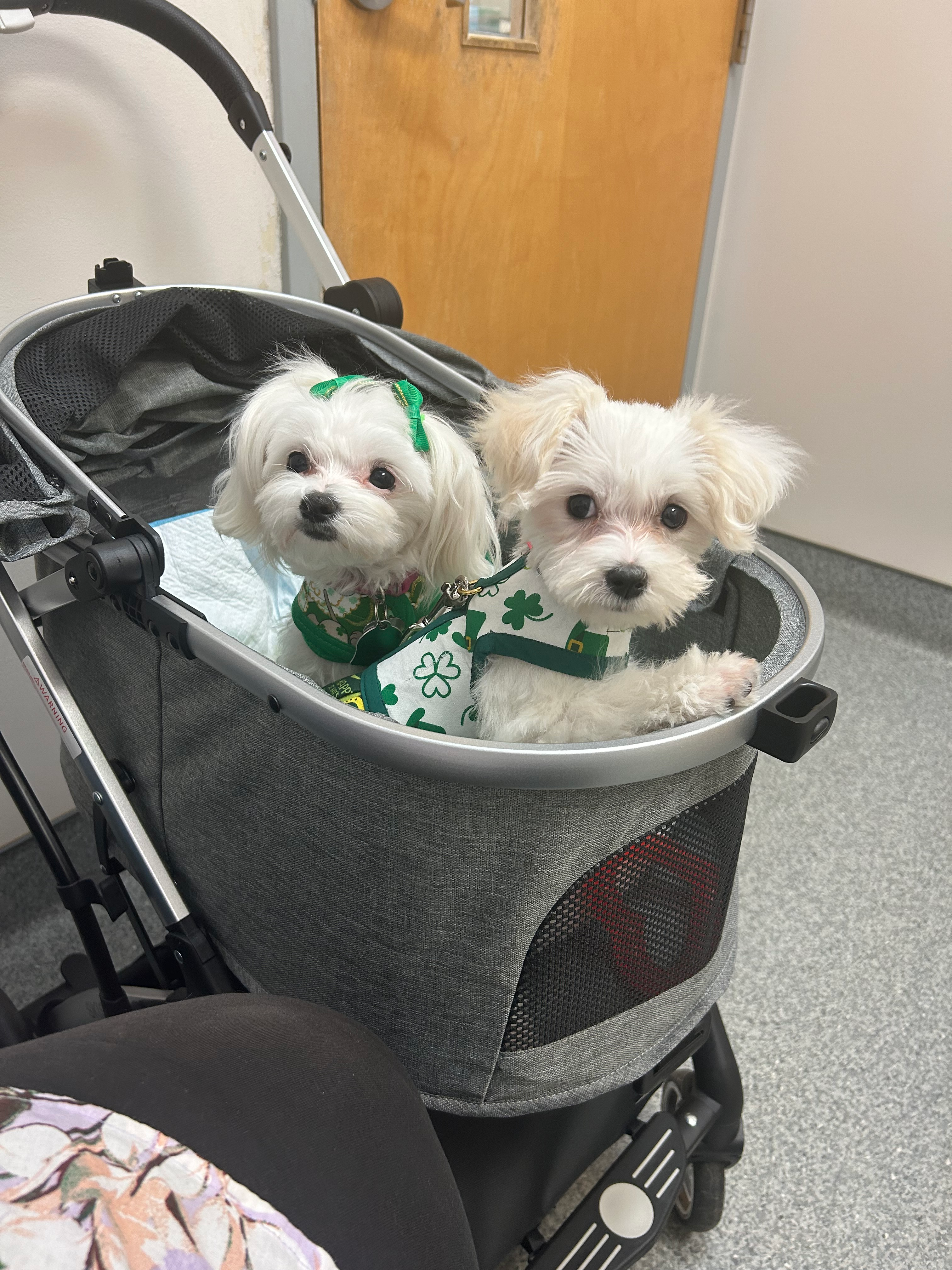 Maltese Pup Being Cute