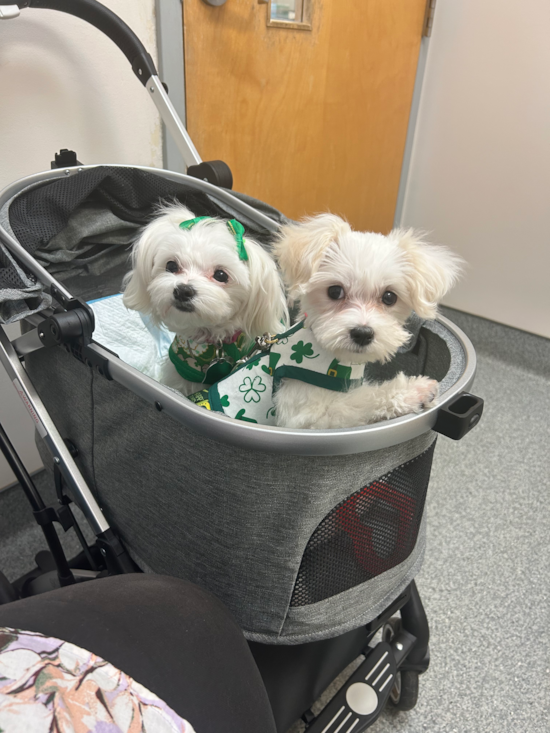 Adorable Maltese Purebred Pup