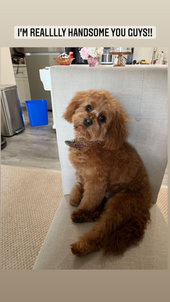 Sweet Cavapoo Pup in San Mateo CA