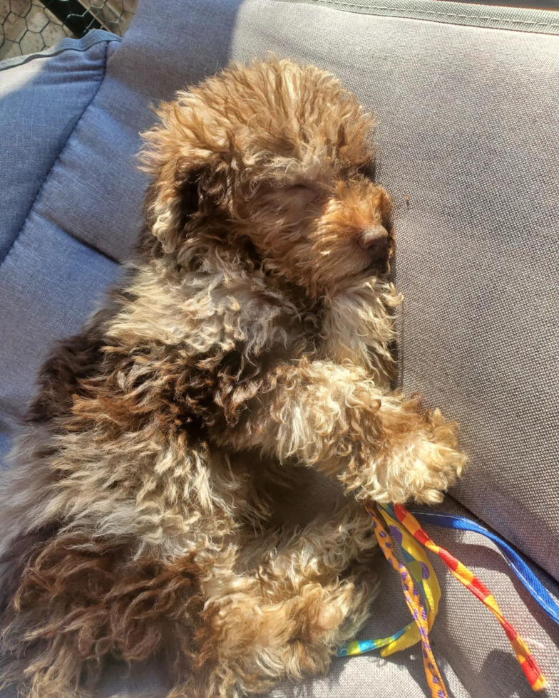 Happy Mini Labradoodle Pup