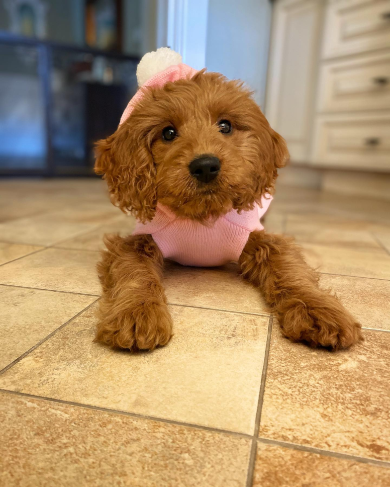 Little Golden Retriever Poodle Mix Pup