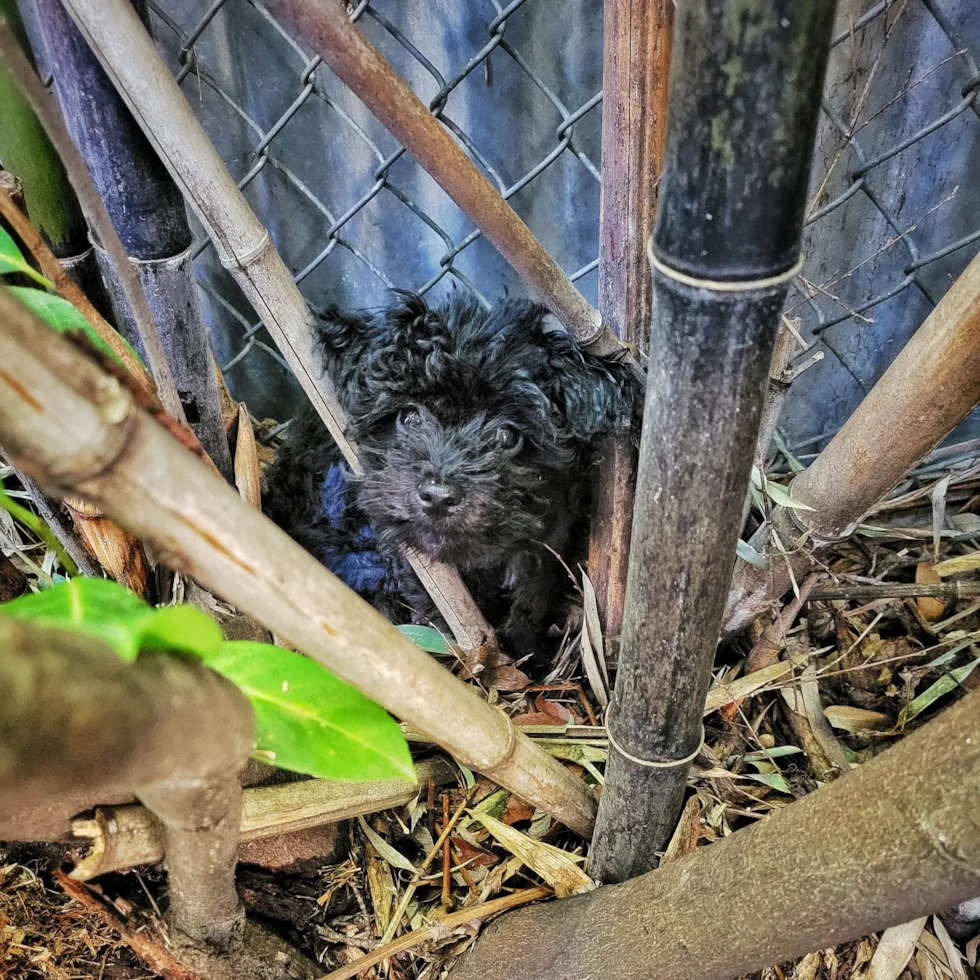 Milwaukie Maltipoo Pup