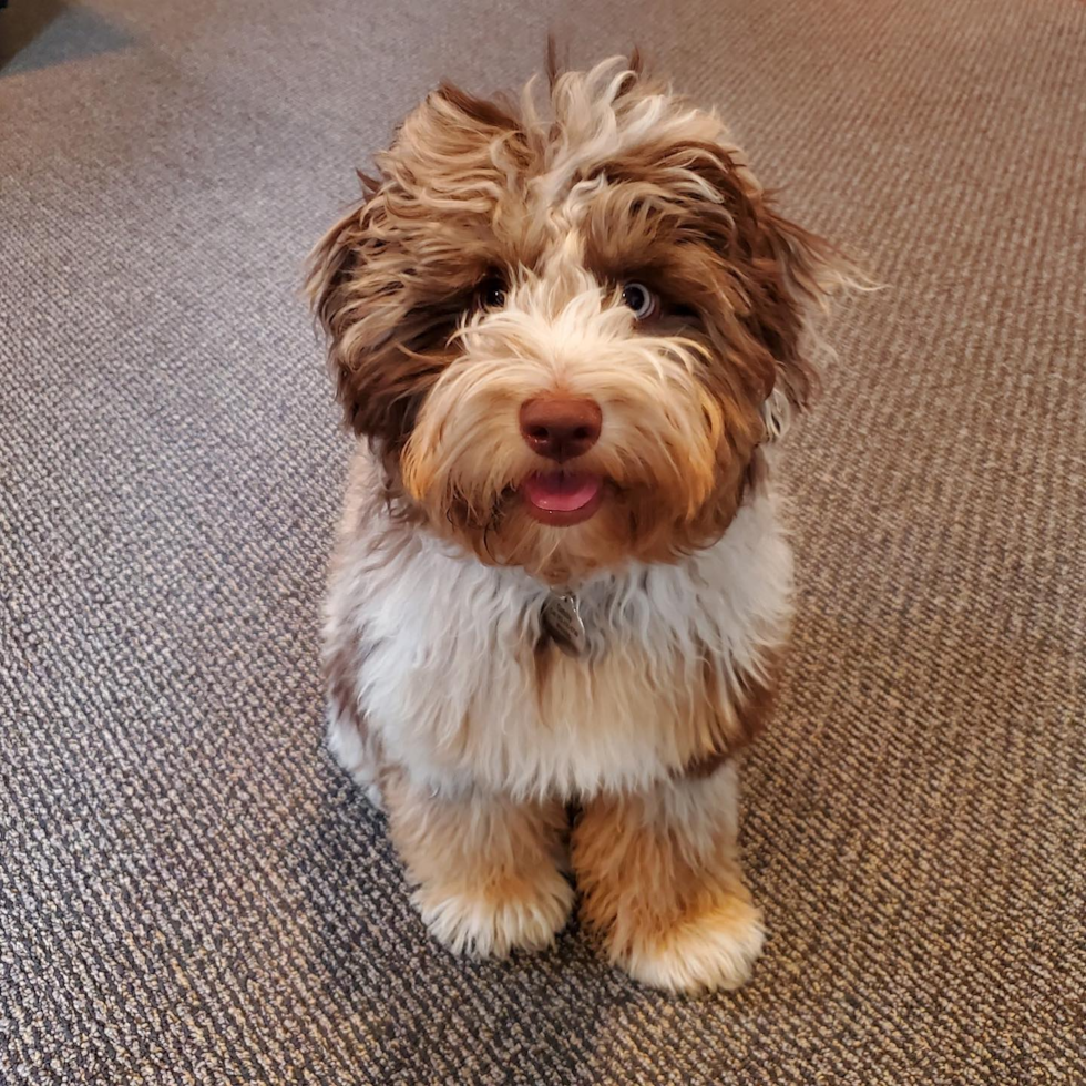 Energetic Aussiepoo Poodle Mix Pup