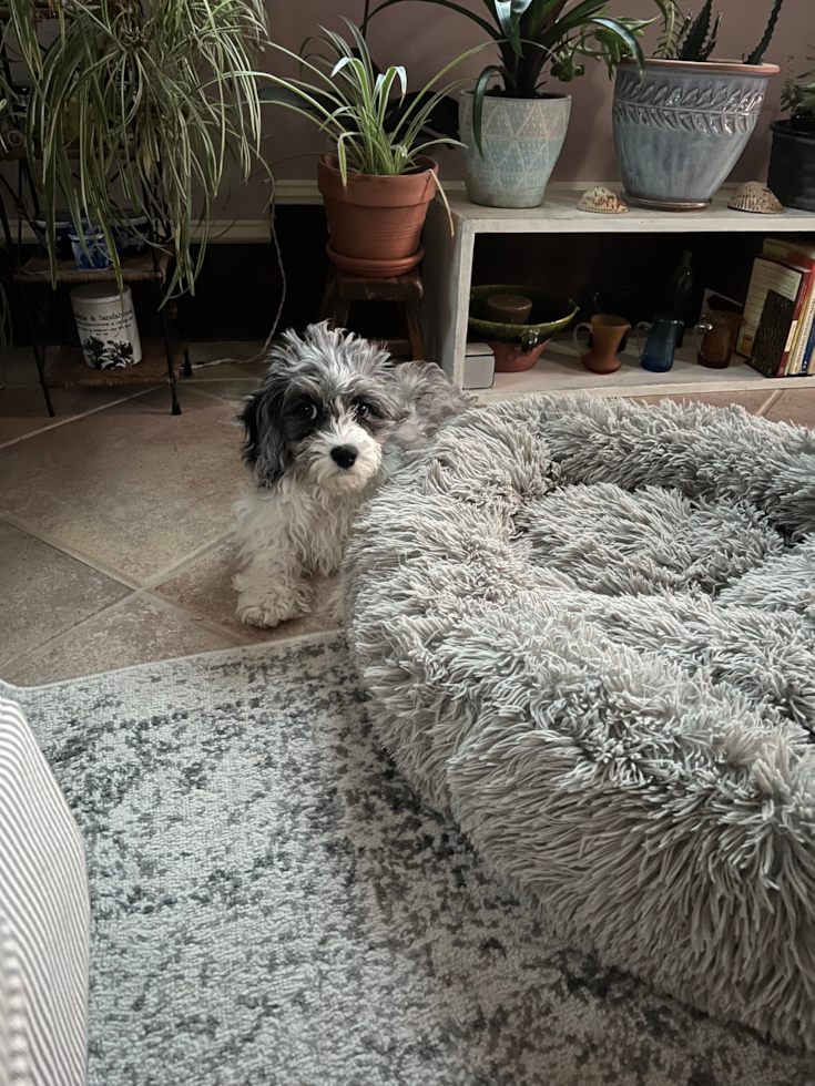 Friendly Cavapoo Pup