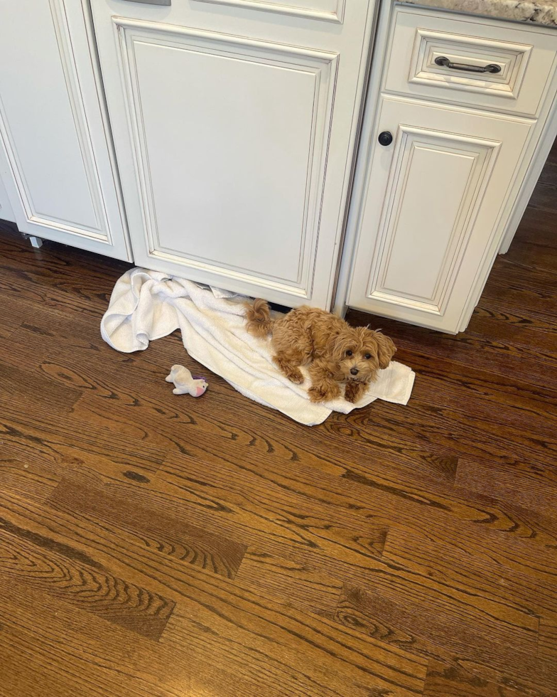 Energetic Maltepoo Poodle Mix Pup