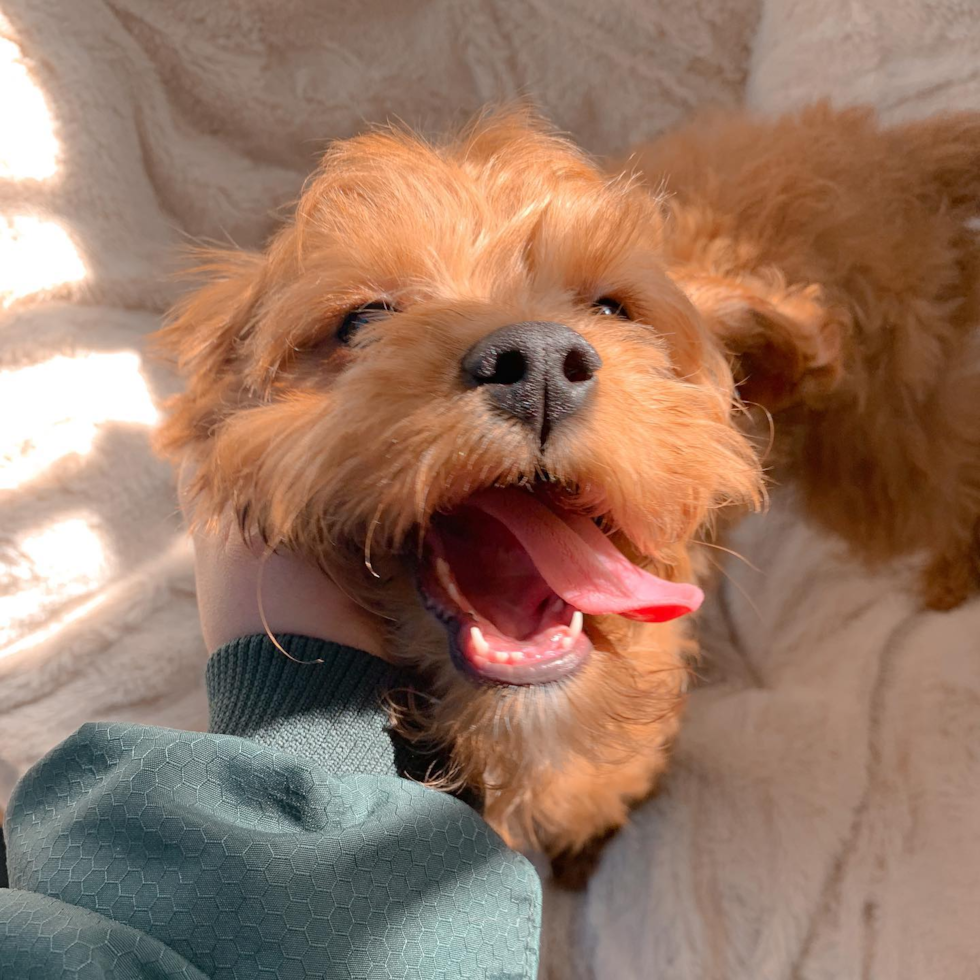 Popular Cavapoo Poodle Mix Pup