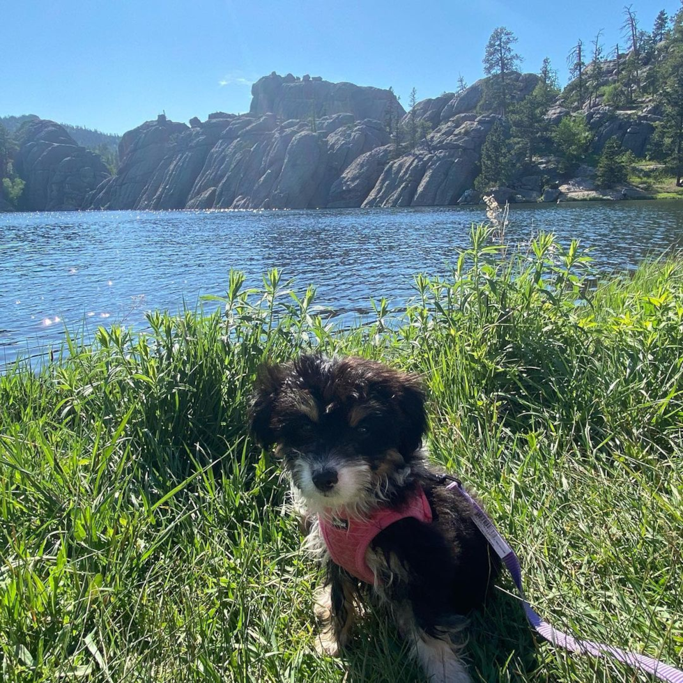 Mini Aussiedoodle Being Cute