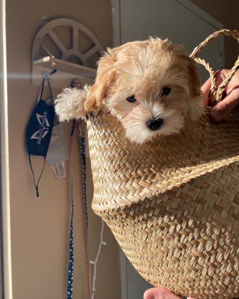 Happy Maltipoo Pup in Los Angeles CA