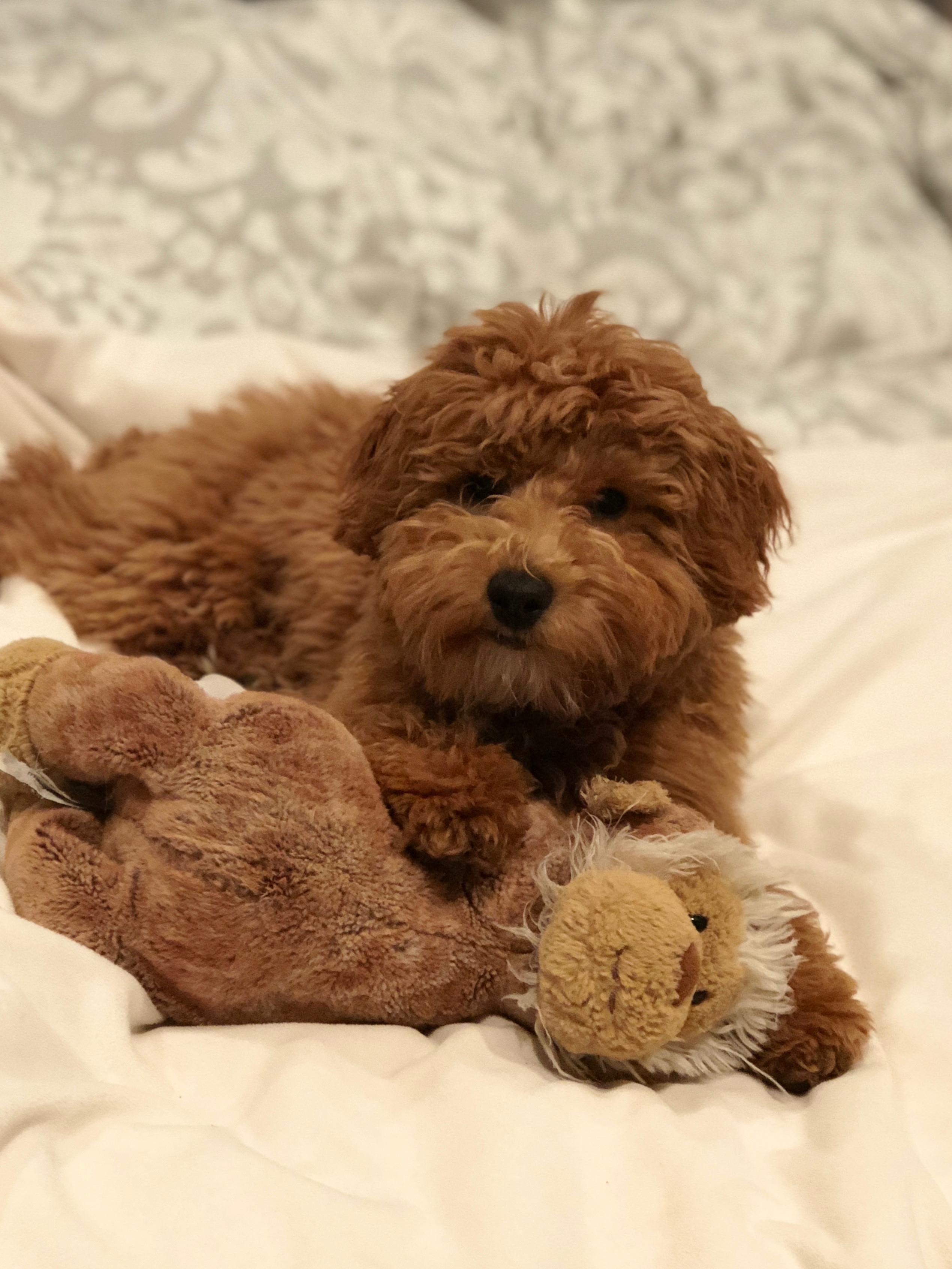 Smart Cavapoo Poodle Mix Pup