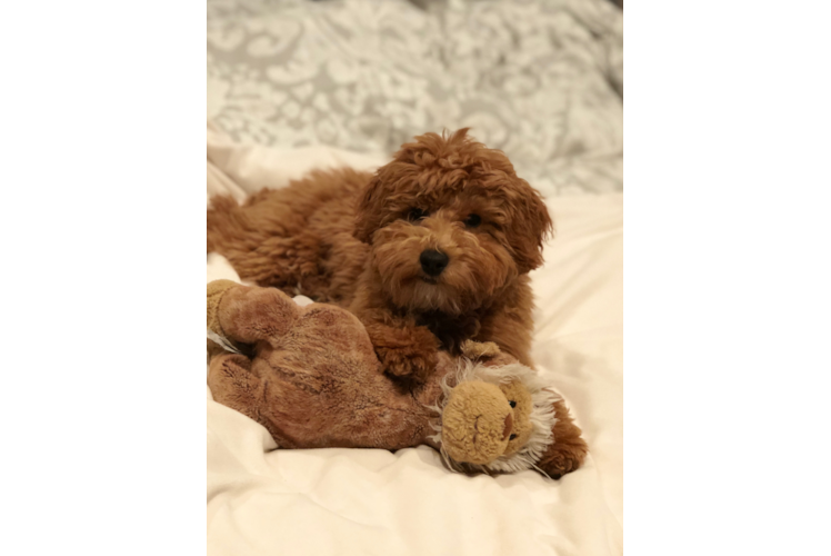 Smart Cavapoo Poodle Mix Pup