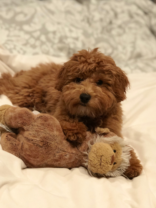 Friendly Cavapoo Pup in Cincinnati OH