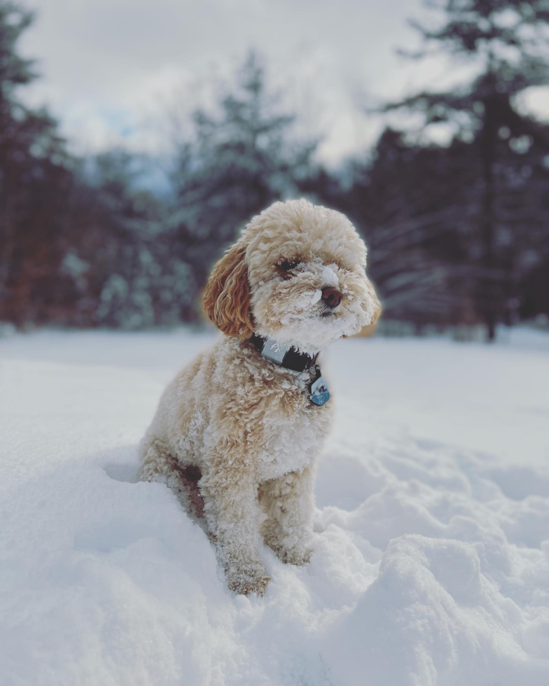 Smart Pudle Purebred Pup