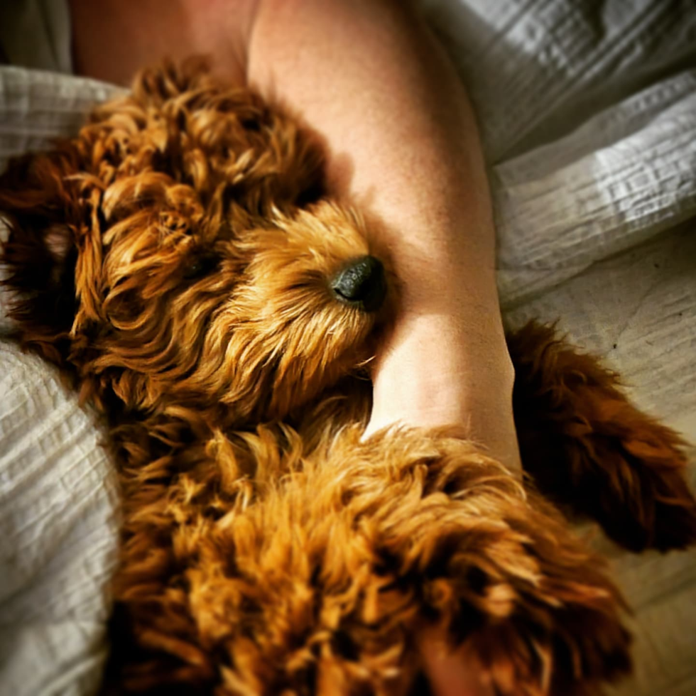 Little Golden Retriever Poodle Mix Pup