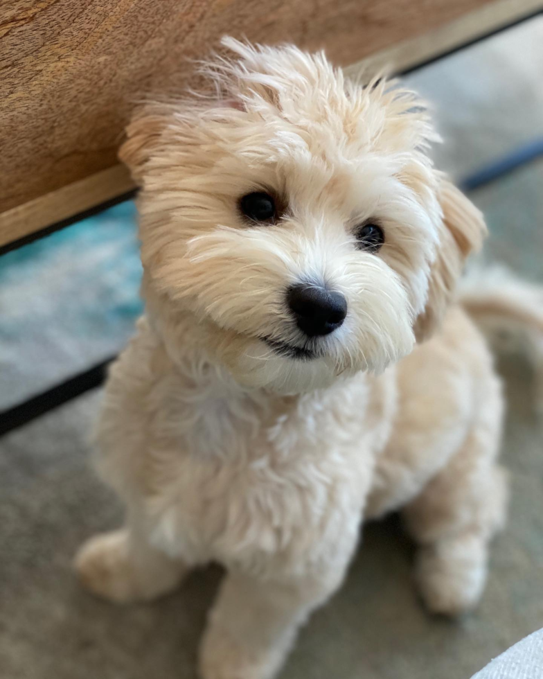 Hypoallergenic Maltepoo Poodle Mix Pup