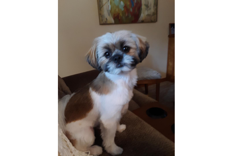 Shih Pom Puppy for Adoption