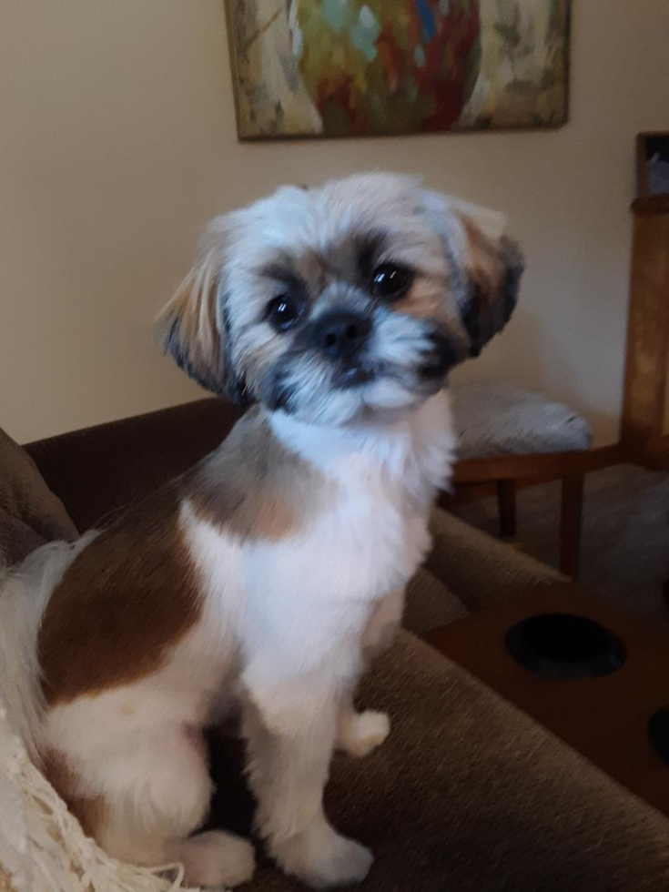 Happy Shih Pom Pup in Galloway NJ