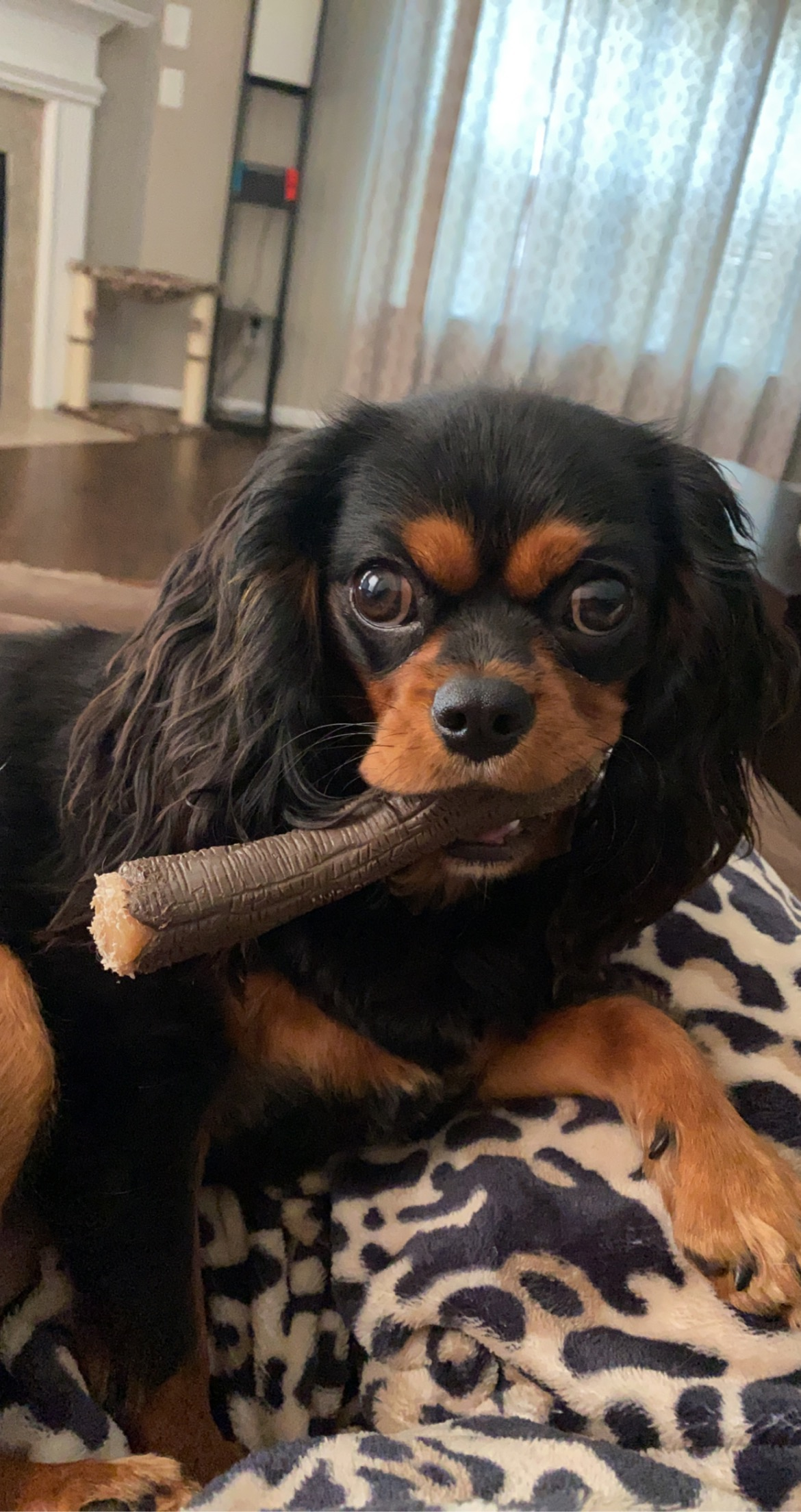 Fluffy Cavalier King Charles Spaniel Purebred Puppy