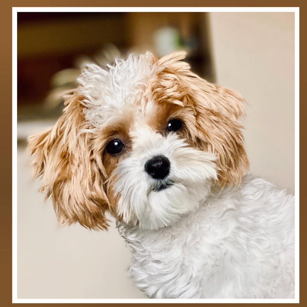 Smart Maltipoo Poodle Mix Pup