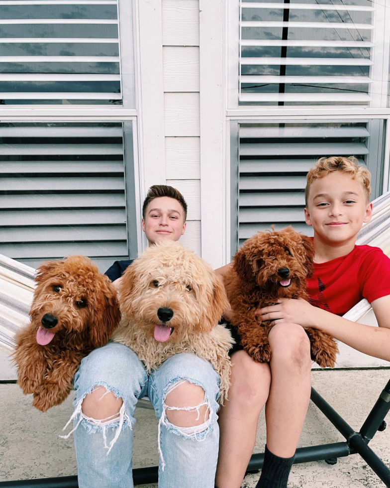 Houston Mini Goldendoodle Pup