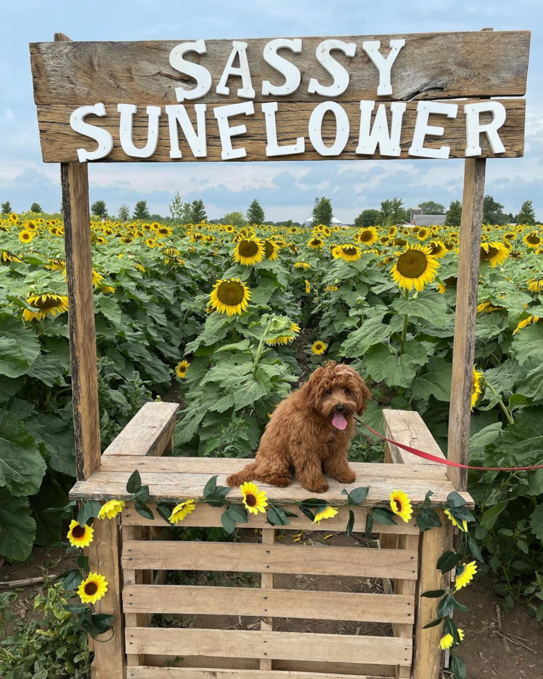 Friendly Cavapoo Pup in Chicago IL