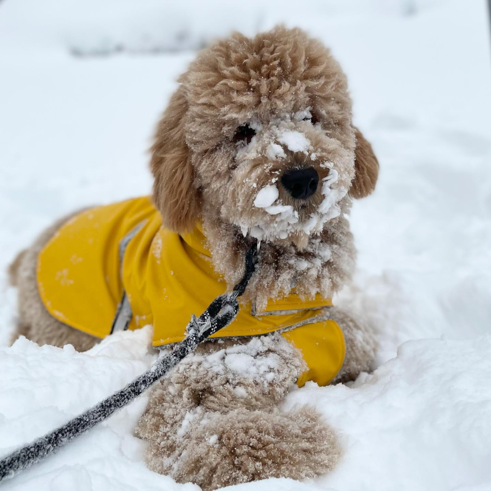 Small Mini Goldendoodle Pup