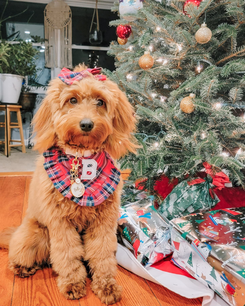 Friendly Mini Goldendoodle Pup