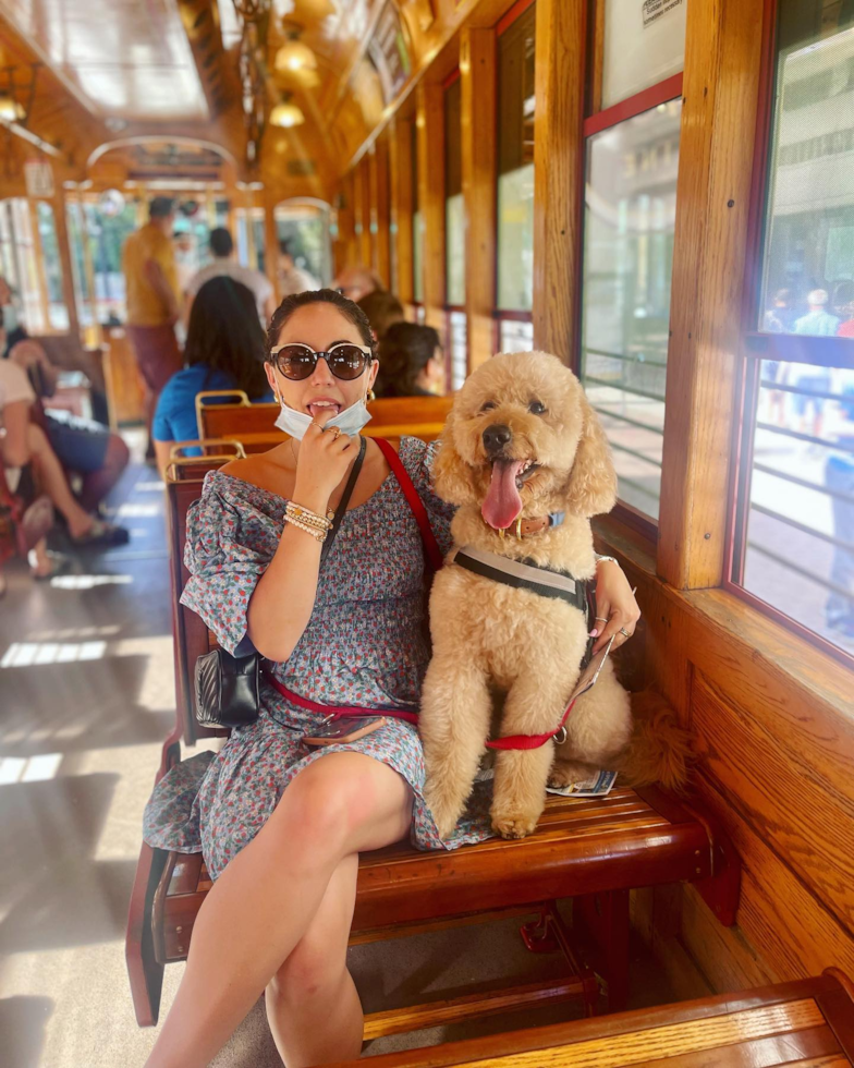 Funny Mini Goldendoodle Poodle Mix Pup