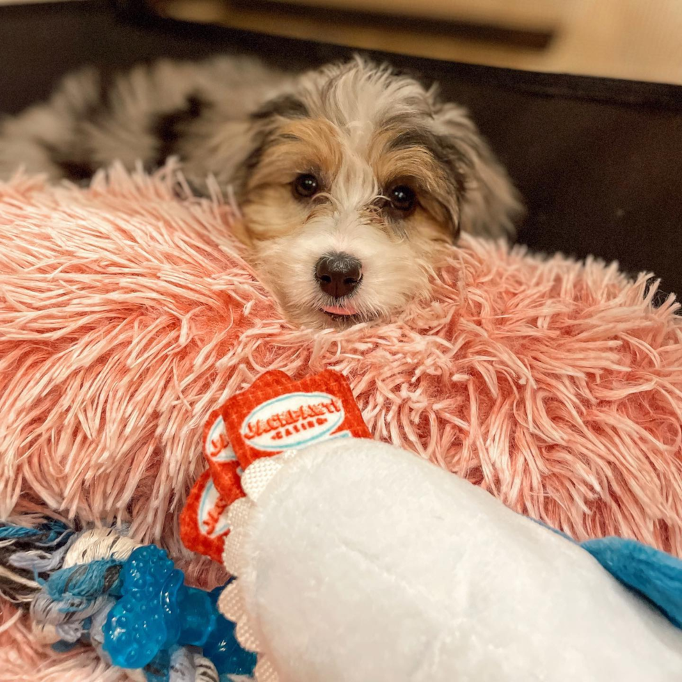 Cute Mini Aussiedoodle Pup