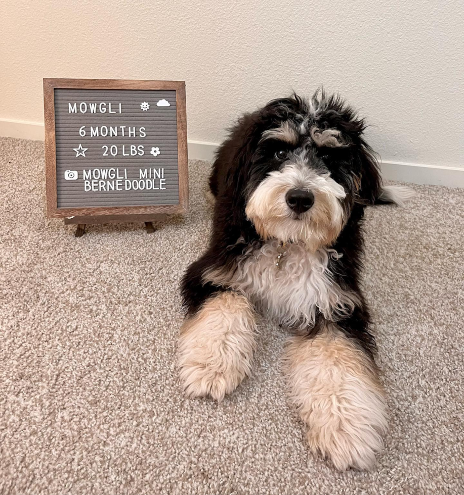 Fluffy Mini Bernedoodle Poodle Mix Pup